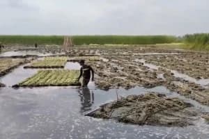 Purba Bardhaman Jute Farmers Water and Low Price Crisis: पूर्व बर्धमान में पटसन किसानों की बढ़ी चिंता, पानी की कमी और कम दाम से बढ़ा नुकसान