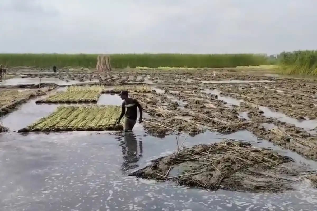 पूर्व बर्धमान में पटसन किसानों की बढ़ी चिंता, पानी की कमी और कम दाम से बढ़ा नुकसान