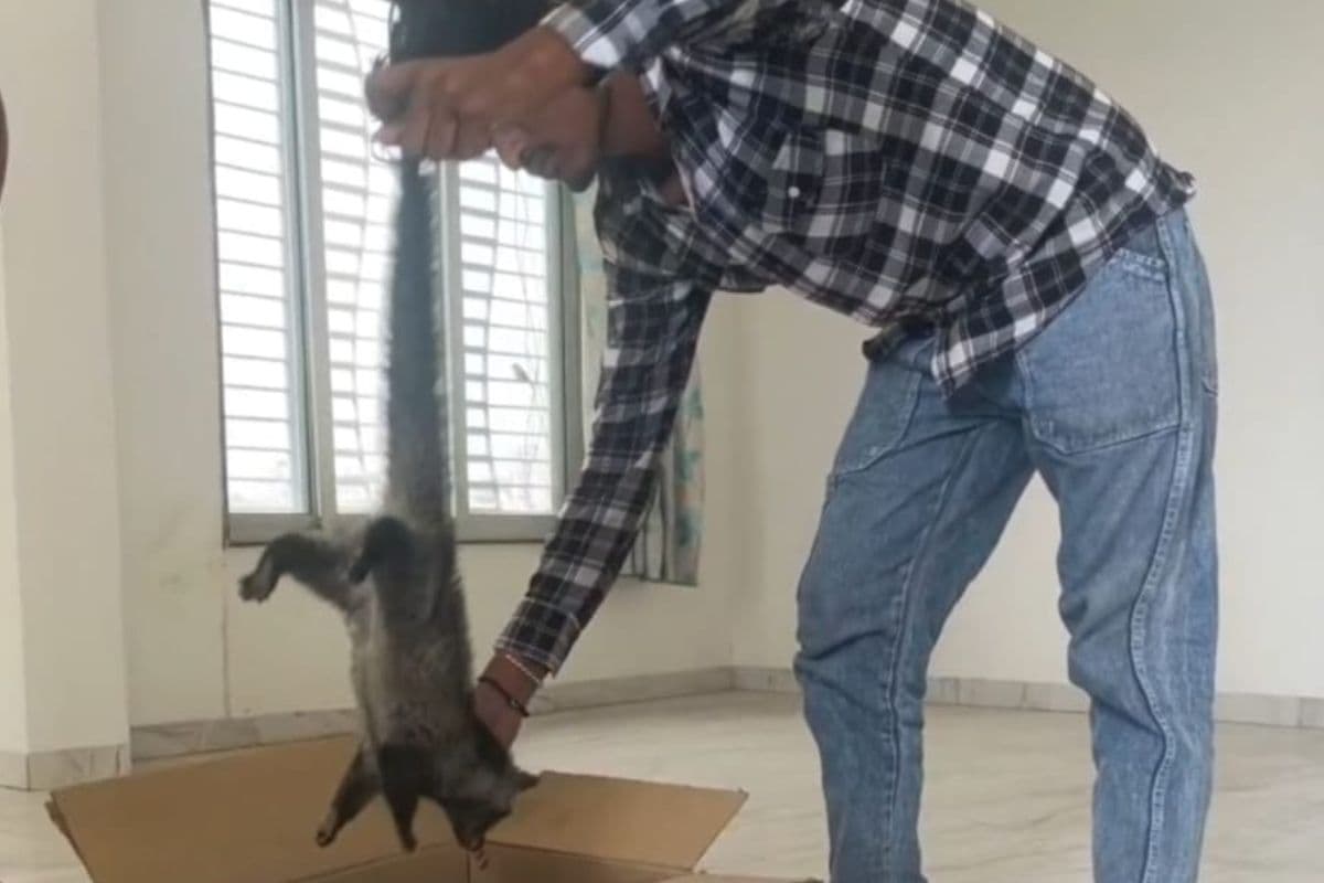 Nagpur Civet Cat Rescue: रिहायशी इलाके में सिवेट कैट दिखने से मची खलबली, रेस्क्यू टीम ने सुरक्षित पकड़ा