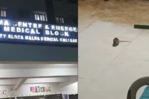Malda Medical College Hospital Rat Problem: मालदा मेडिकल कॉलेज अस्पताल में चूहों से मरीज परेशान, बिस्तरों के पास लगाए गए पकड़ने के यंत्र