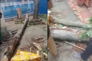 Kolkata SSKM Hospital Tree Fall Woman Death: कोलकाता के एसएसकेएम अस्पताल में अचानक गिरा पेड़, दबने से बीरभूम की महिला की मौत