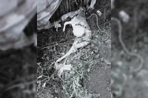 Kamptee Bina Sangam Leopard Calf Attack: कामठी के बिना संगम क्षेत्र में तेंदुए की दहशत, खेत में बछड़े का किया शिकार