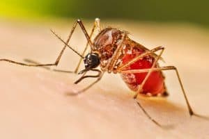 West Bengal Dengue Cases: पश्चिम बंगाल में डेंगू के बढ़ते मामलों को लेकर सीएम शुभेदु अधिकारी ने बुलाई उच्चस्तरीय बैठक। मुर्शिदाबाद और कोलकाता में सबसे ज्यादा संक्रमित।