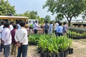 Jalalkheda Fodder Plants Distribution: नागपुर के जलालखेड़ा में 50 पशुपालकों को 3 हजार बहुवर्षीय चारा पौधों का वितरण