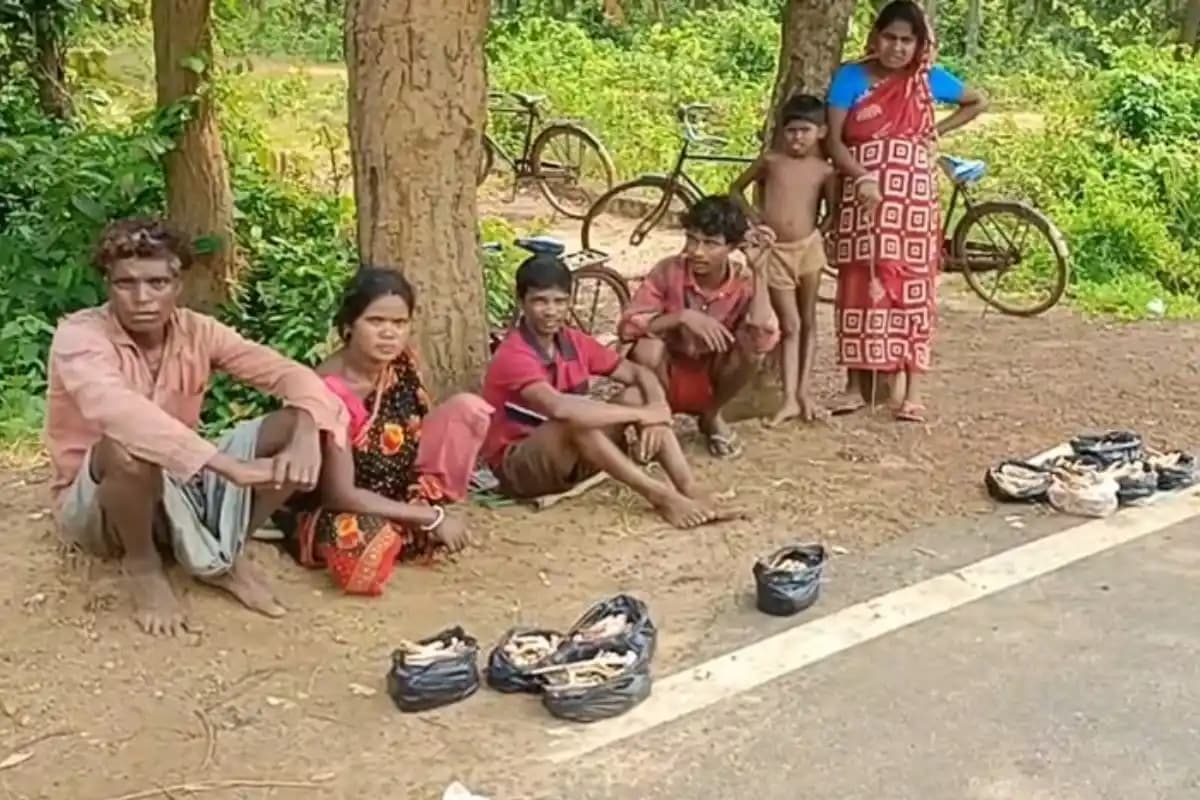 झाड़ग्राम समाचार: त्योहारों से पहले शालवन में बढ़ी दुग्गा छातु की मांग, 400 रुपये किलो तक पहुंचा भाव