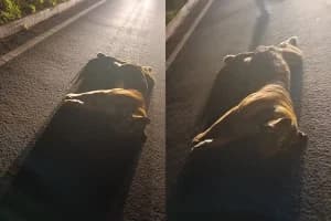 Bhandara Lakhani Tiger Death Road Accident: भंडारा के लाखनी के पास सड़क किनारे मृत मिला बाघ, वाहन की टक्कर की आशंका