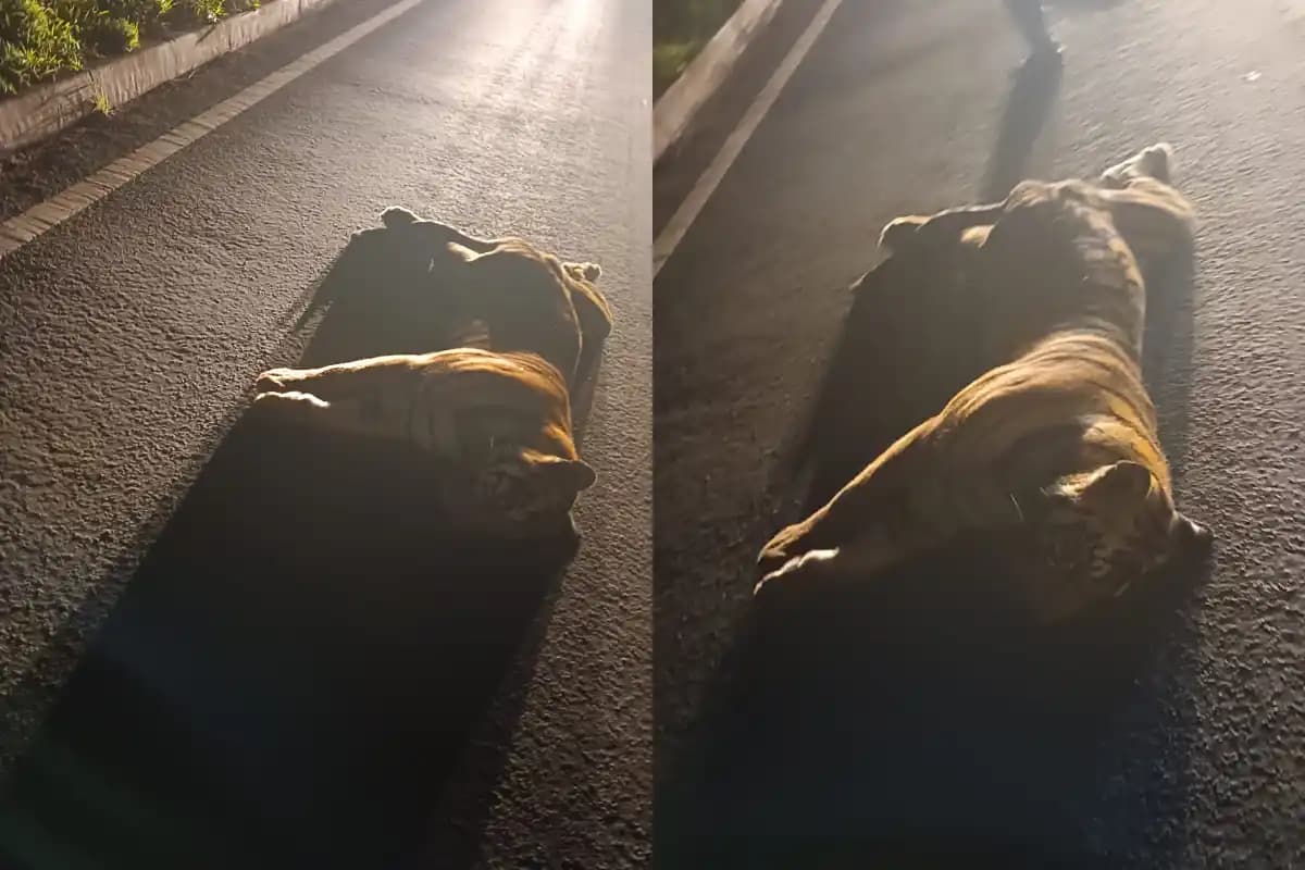 भंडारा के लाखनी के पास सड़क किनारे मृत मिला बाघ, वाहन की टक्कर की आशंका