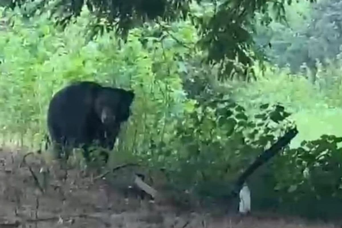 नागभीड़ रेलवे स्टेशन पर अचानक दिखे दो भालू, यात्रियों में मची अफरा-तफरी
