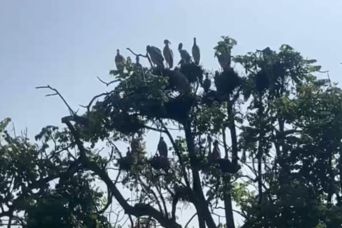 बारिश के बाद हरियाली से सजा आदीना, प्रवासी पक्षियों की चहचहाहट से गूंजा जंगल