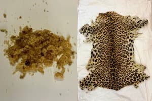 DRI Nagpur amphetamine seizure leopard skin Gondia: नागपुर डीआरआई की दो कार्रवाई में 1.312 किलो एम्फेटामाइन जब्त, गोंदिया में तेंदुए की खाल के साथ दो पकड़े गए