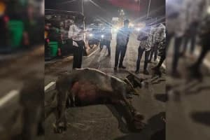 Nagpur Koradi Lake Bridge Buffalo Accident: नागपुर सावनेर महामार्ग पर कोराडी तालाब पुल में अज्ञात वाहन की टक्कर से भैंस घायल