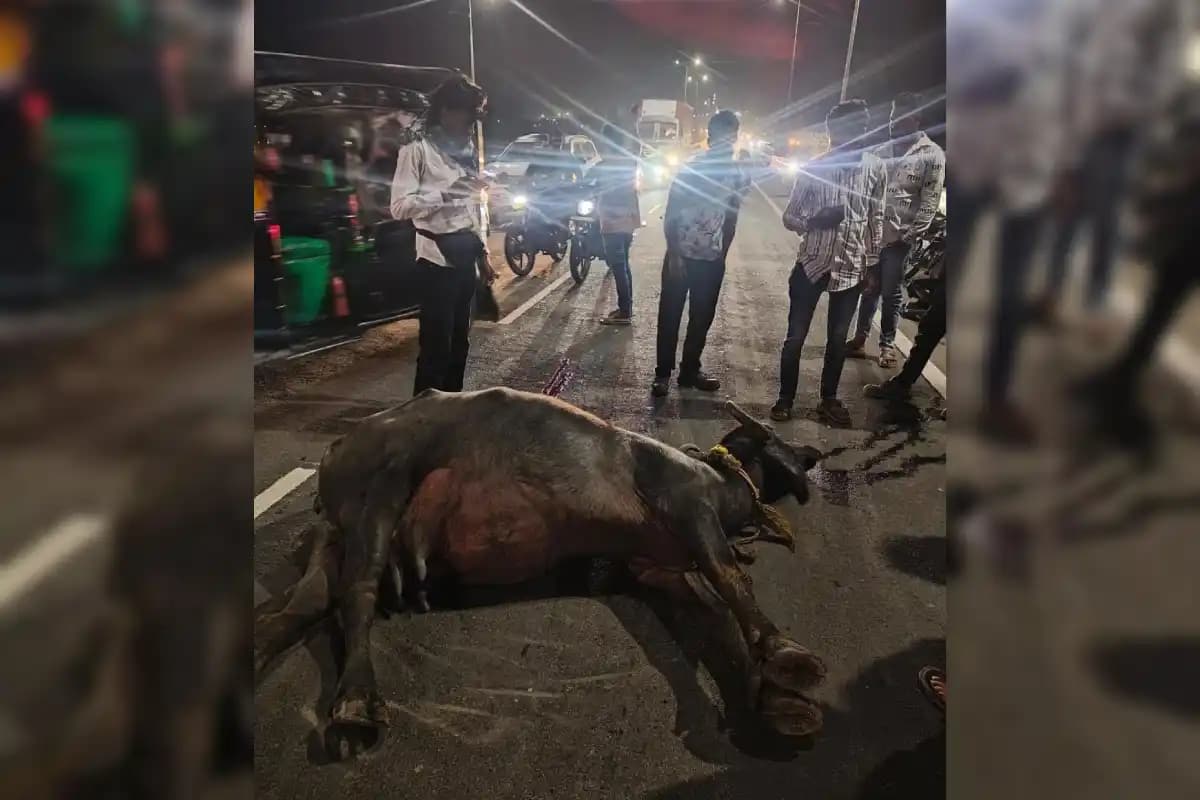 नागपुर सावनेर महामार्ग पर कोराडी तालाब पुल में अज्ञात वाहन की टक्कर से भैंस घायल