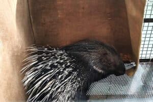 Porcupine Rescue from Metro Track