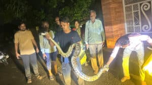 Vanadnagar Python Rescue