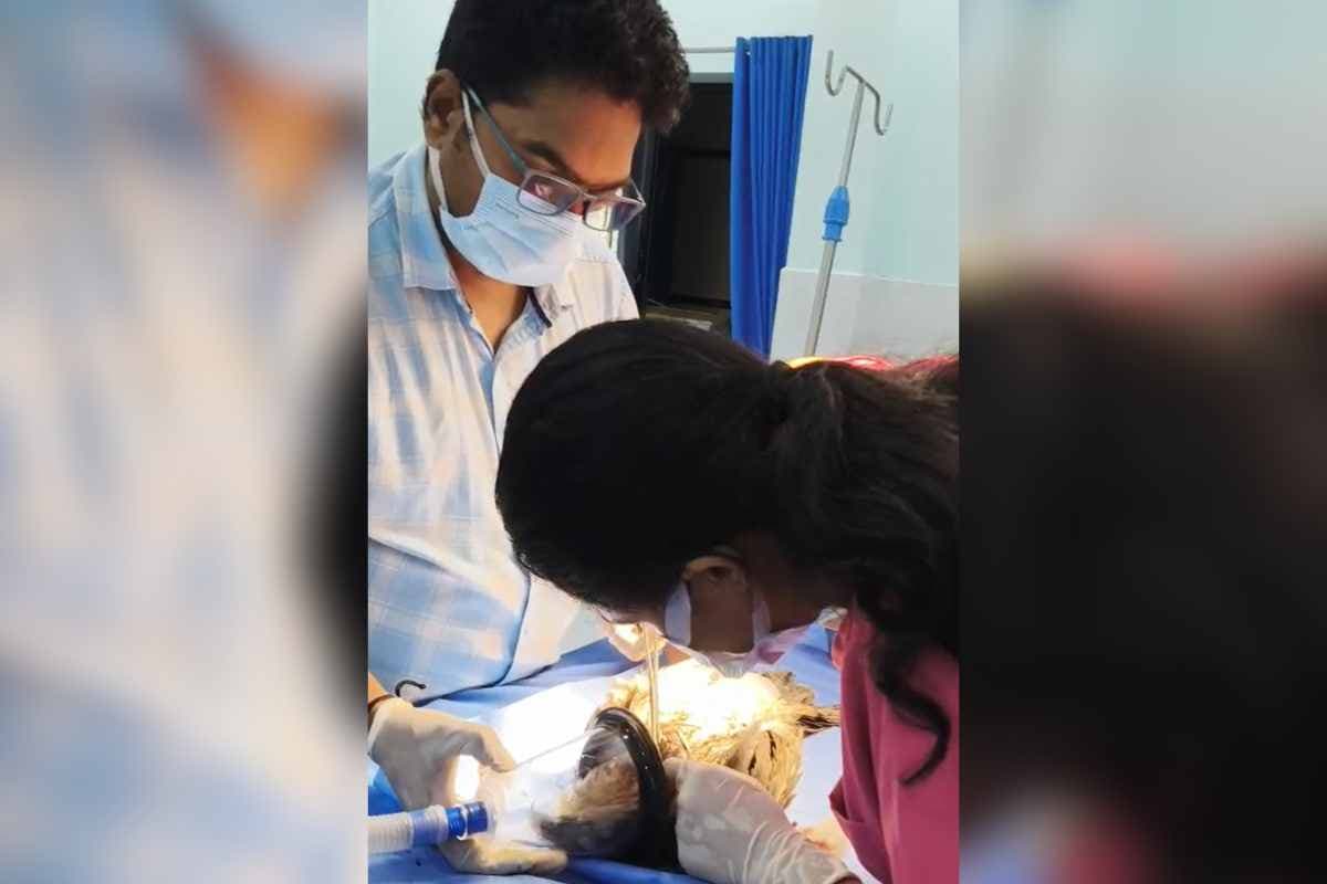 घायल काली चील को नया जीवन : नागपुर के कामठी से अद्भुत बचाव कथा