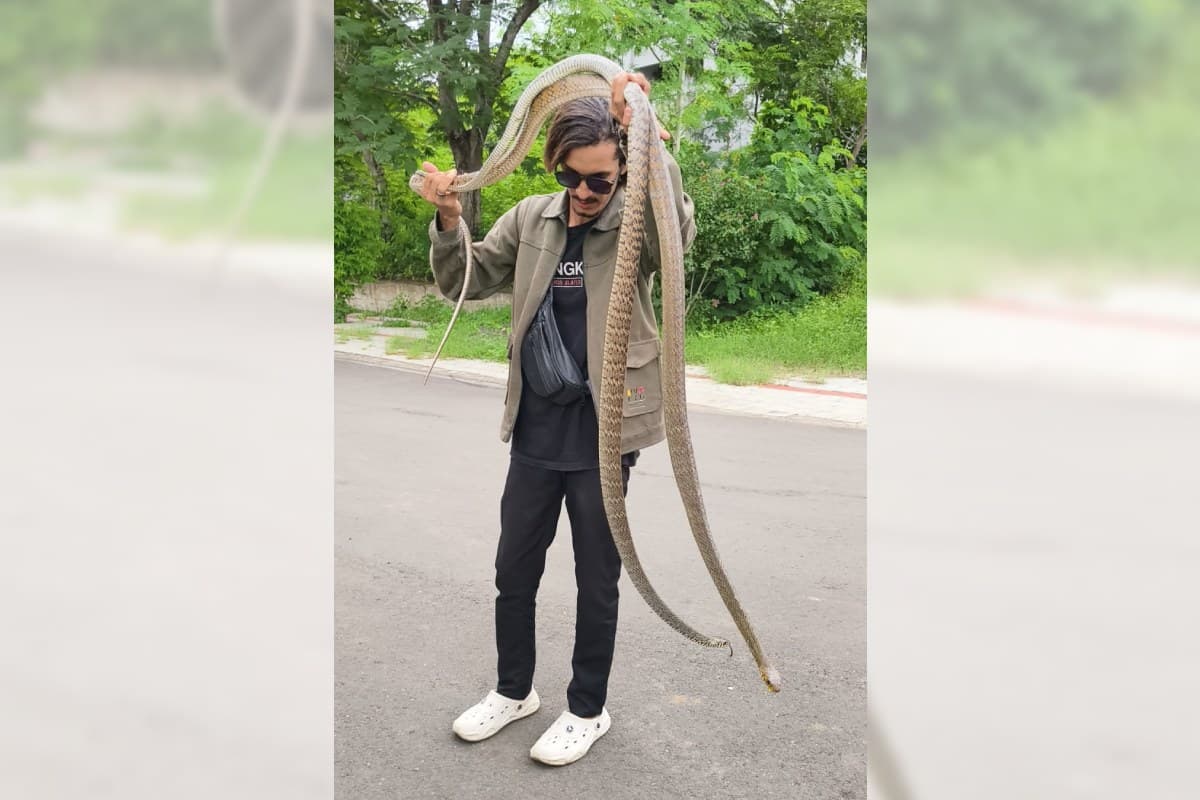 नागपुर में 9-10 फ़िट के धामन सांप के जोड़े को Wildlife Rescuer शुभम जी.आर ने सुरक्षित जंगल में छोड़ा