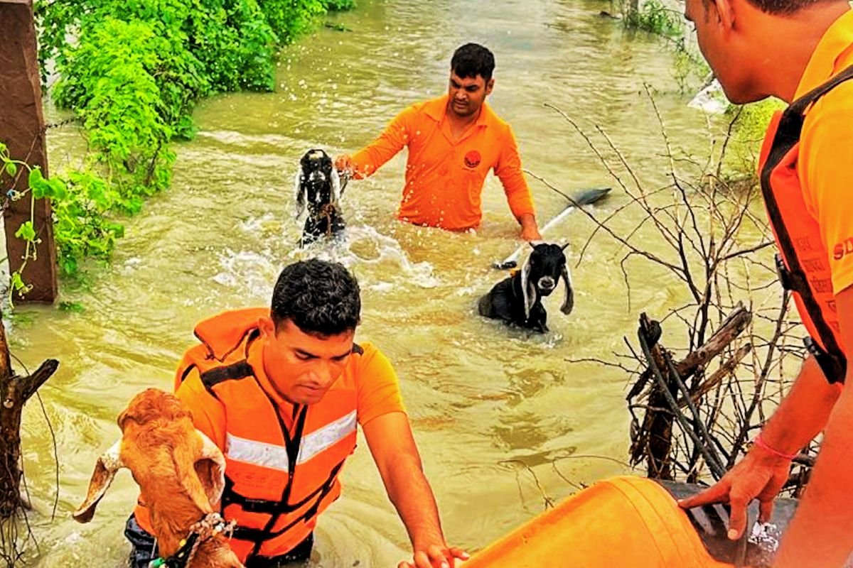 Rajasthan Weather News Heavy Rain NDRF on Rescue Operation
