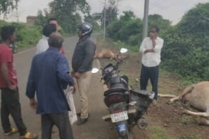 हिंगणा MIDC बिजली तार हादसा: दो गायों की मौत, आठ बाल-बाल बचीं