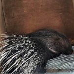 Porcupine Rescue from Metro Track