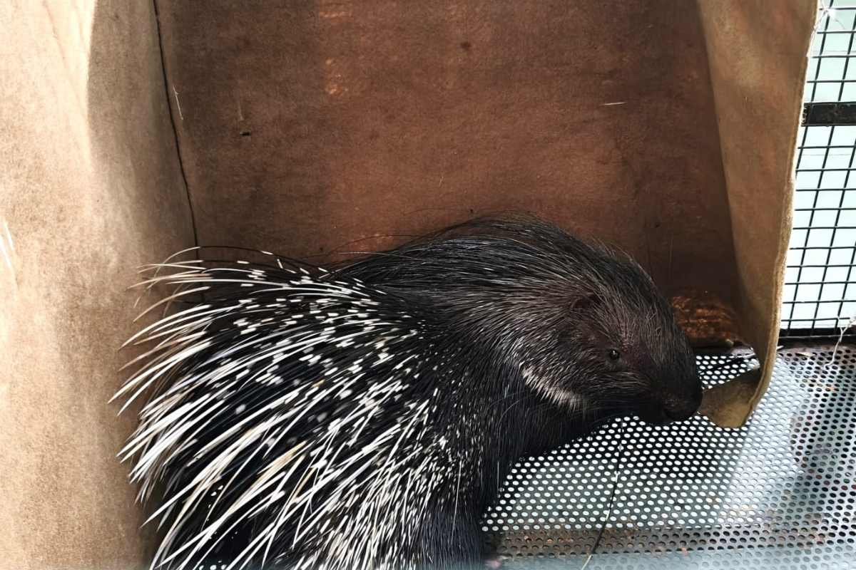 Porcupine Rescue from Metro Track