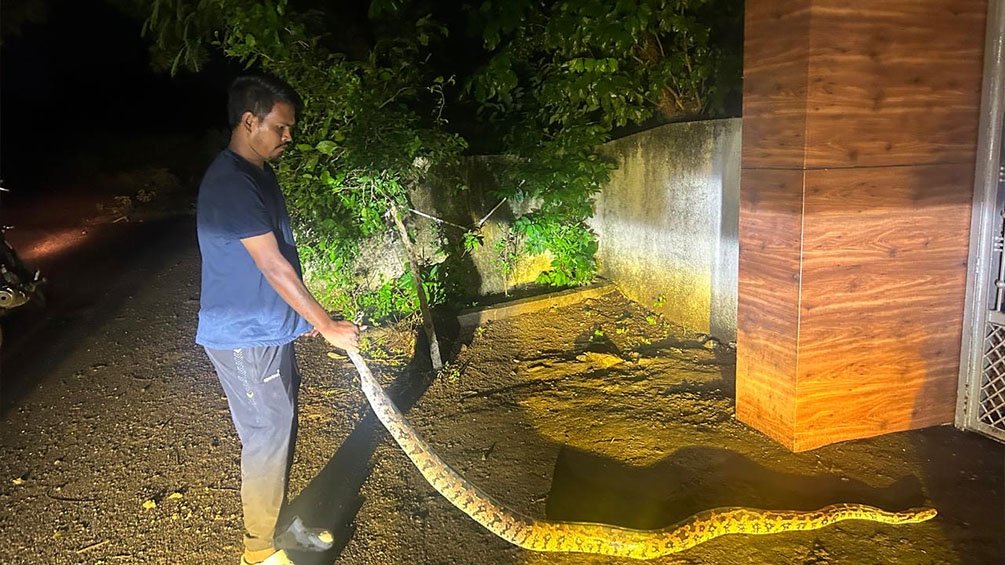 Vanadnagar Python Rescue
