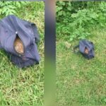 Breaking: Baby's Dead Body found in Nagpur