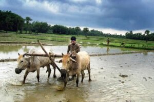केसीसी ऋण न चुकाने वाले किसानों की भूमि होगी नीलाम, मथुरा में बैंक ने मांगी बकाएदारों की सूची