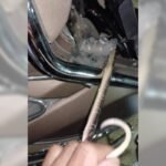 Nagpur Snake Rescue News