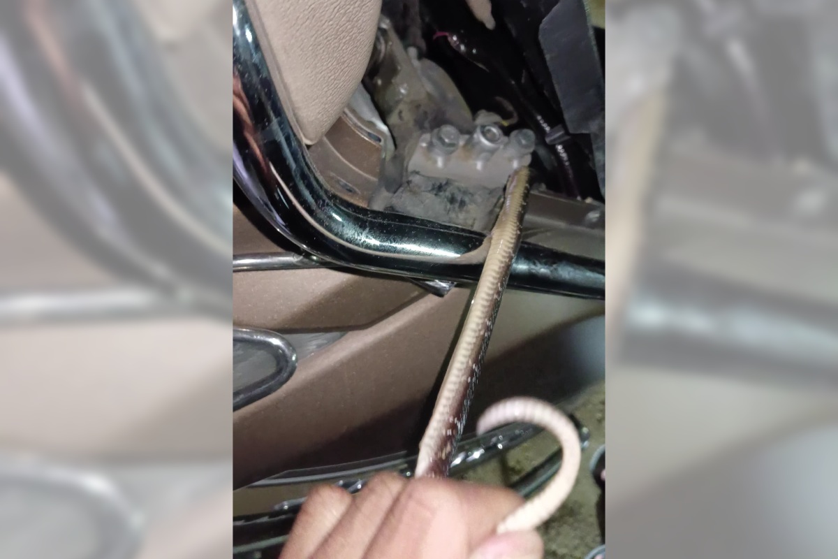 Nagpur Snake Rescue News