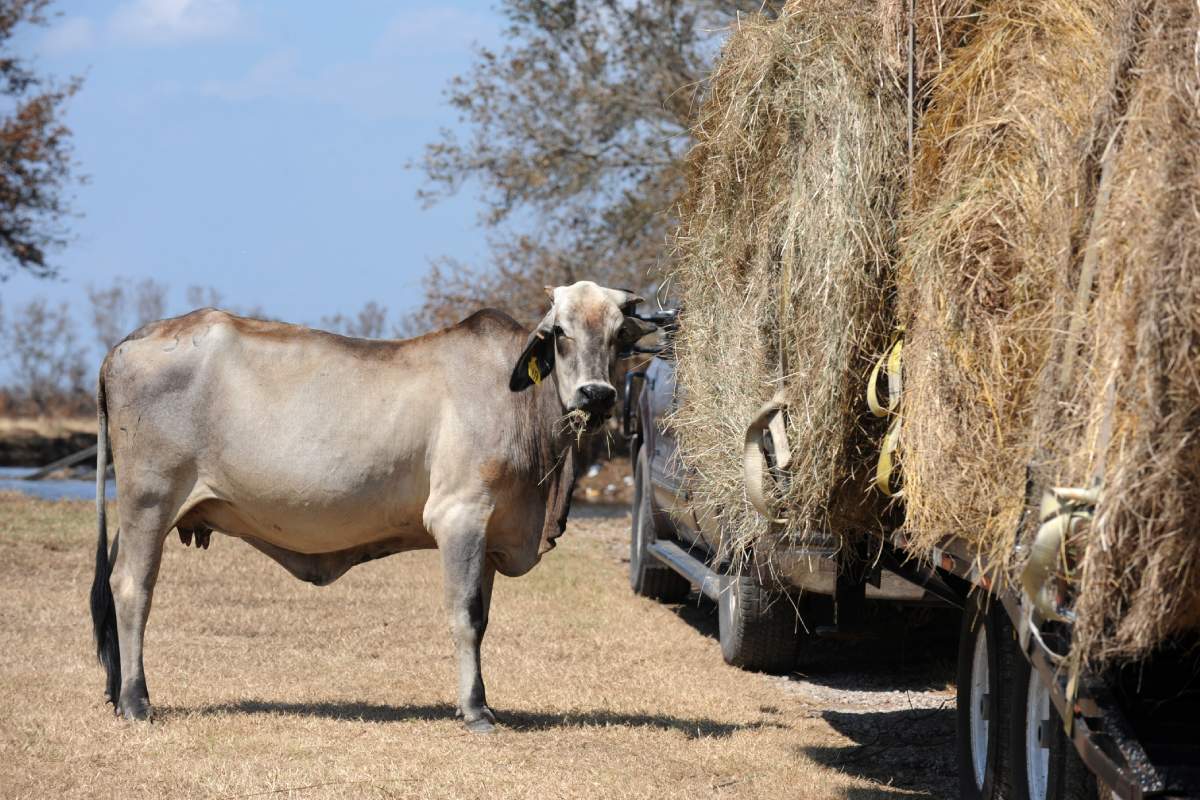 Patiala Govansh Canter Caught: 12 cows rescued before slaughterhouse - पटियाला में गो रक्षा दल की बड़ी कार्रवाई, 12 गायें और 3 बछड़े बचाए गए